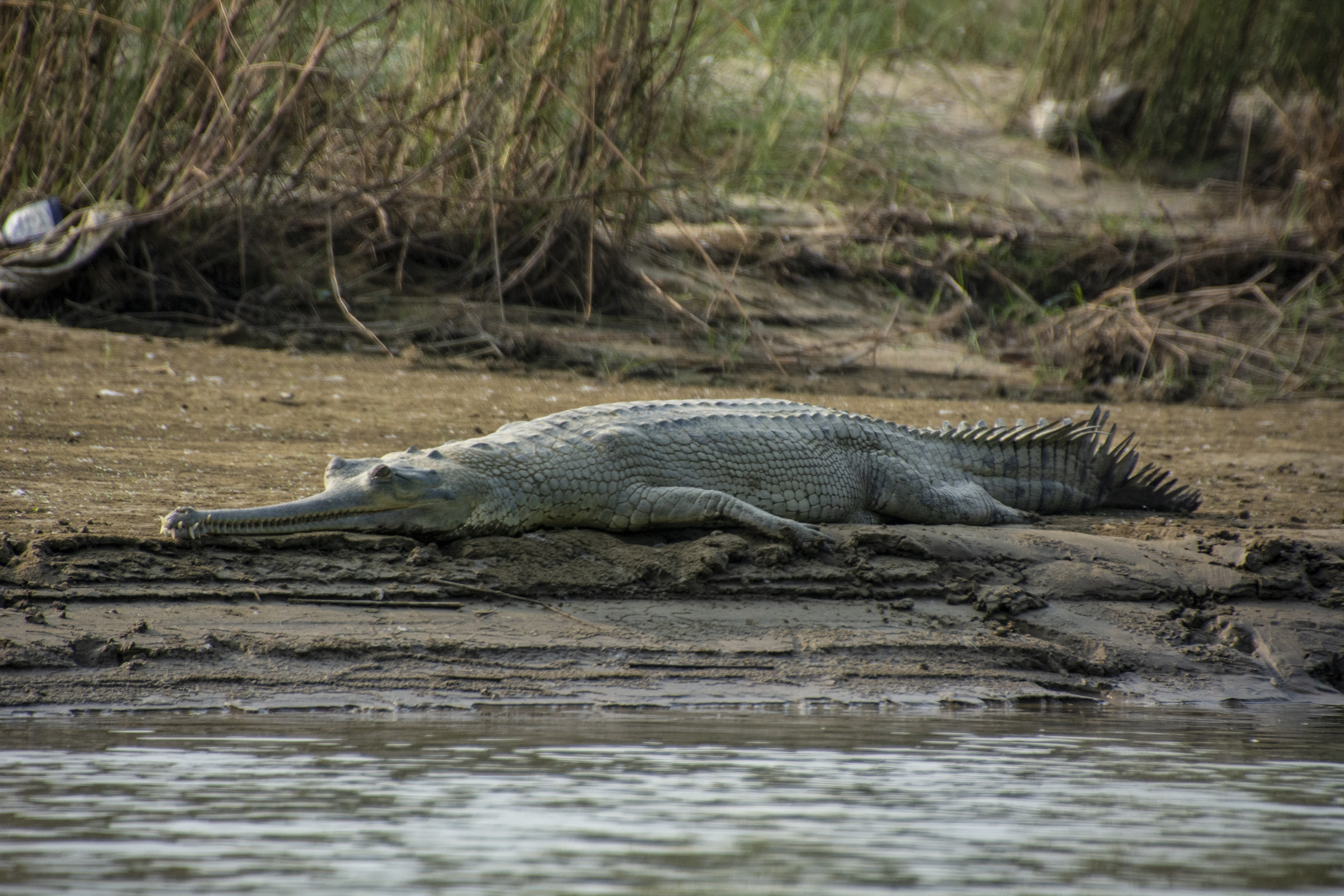 wildlife of chitwan, chitwan safari, chitwan jungle trek, chitwan safari package