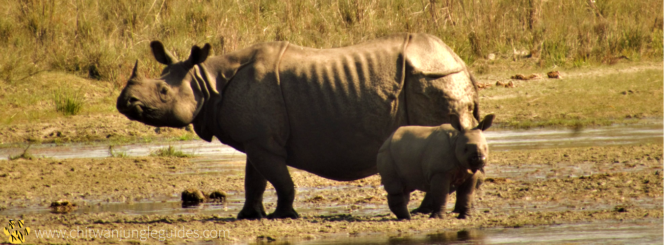 mother and baby rhino in chitwan