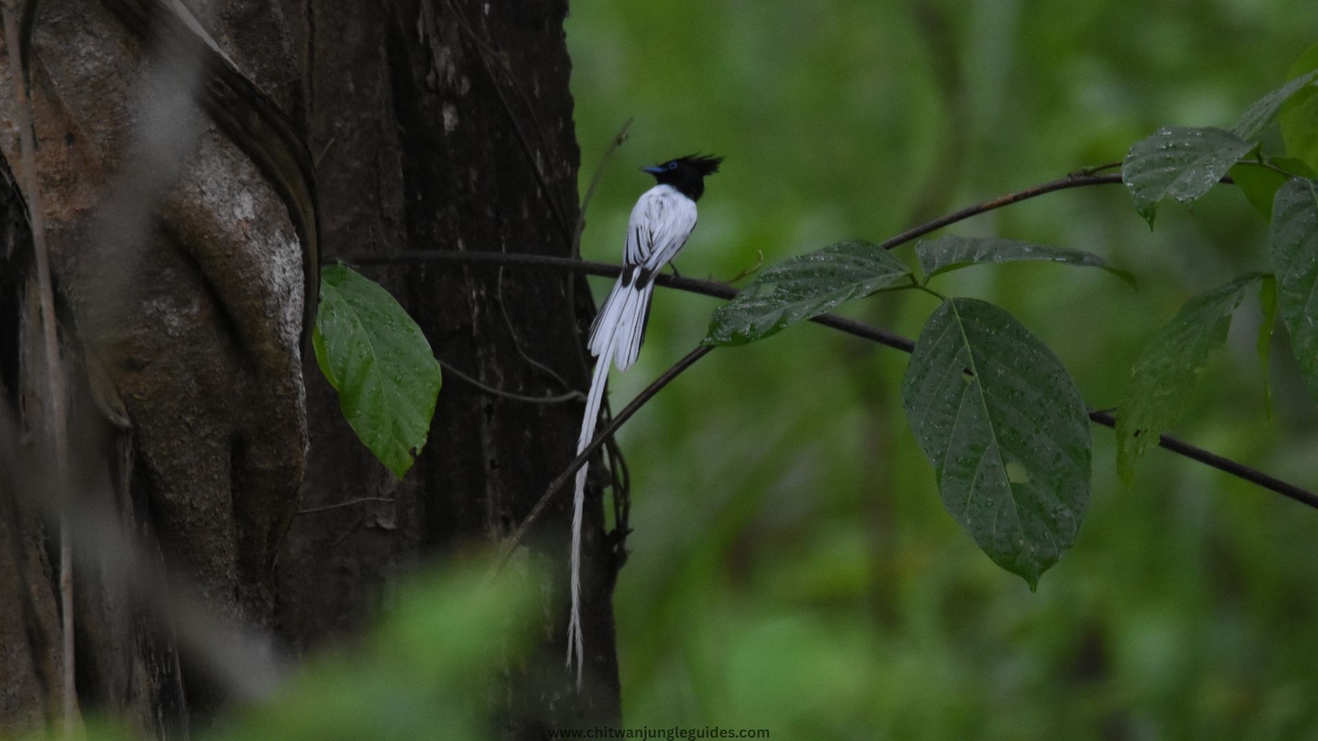 this photo of Asian Paradise flycatcher is capture by one of our Bird Photography tour in Chitwan National Park and paradise flycatcher are summer visitor of the Chitwan Nepal, they migrate from south india.