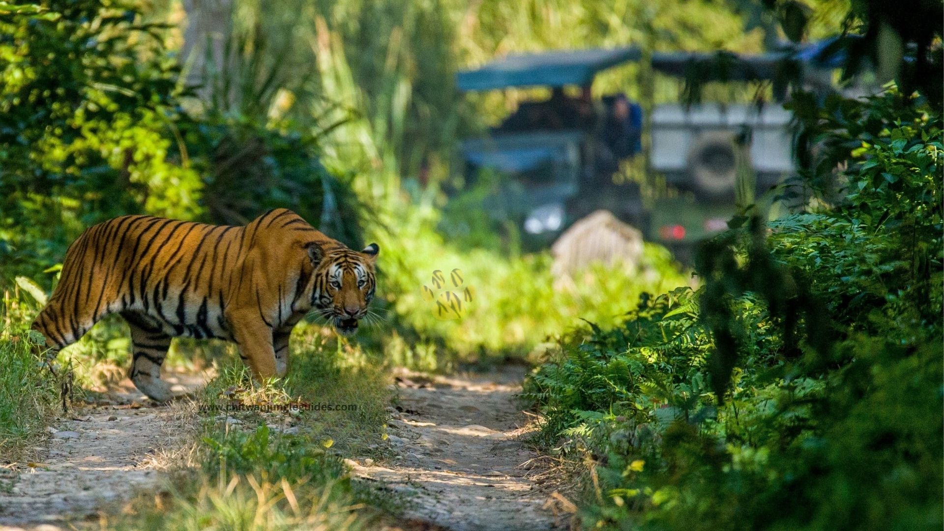 Spotted tiger during the Jungle trek in Chitwan National park