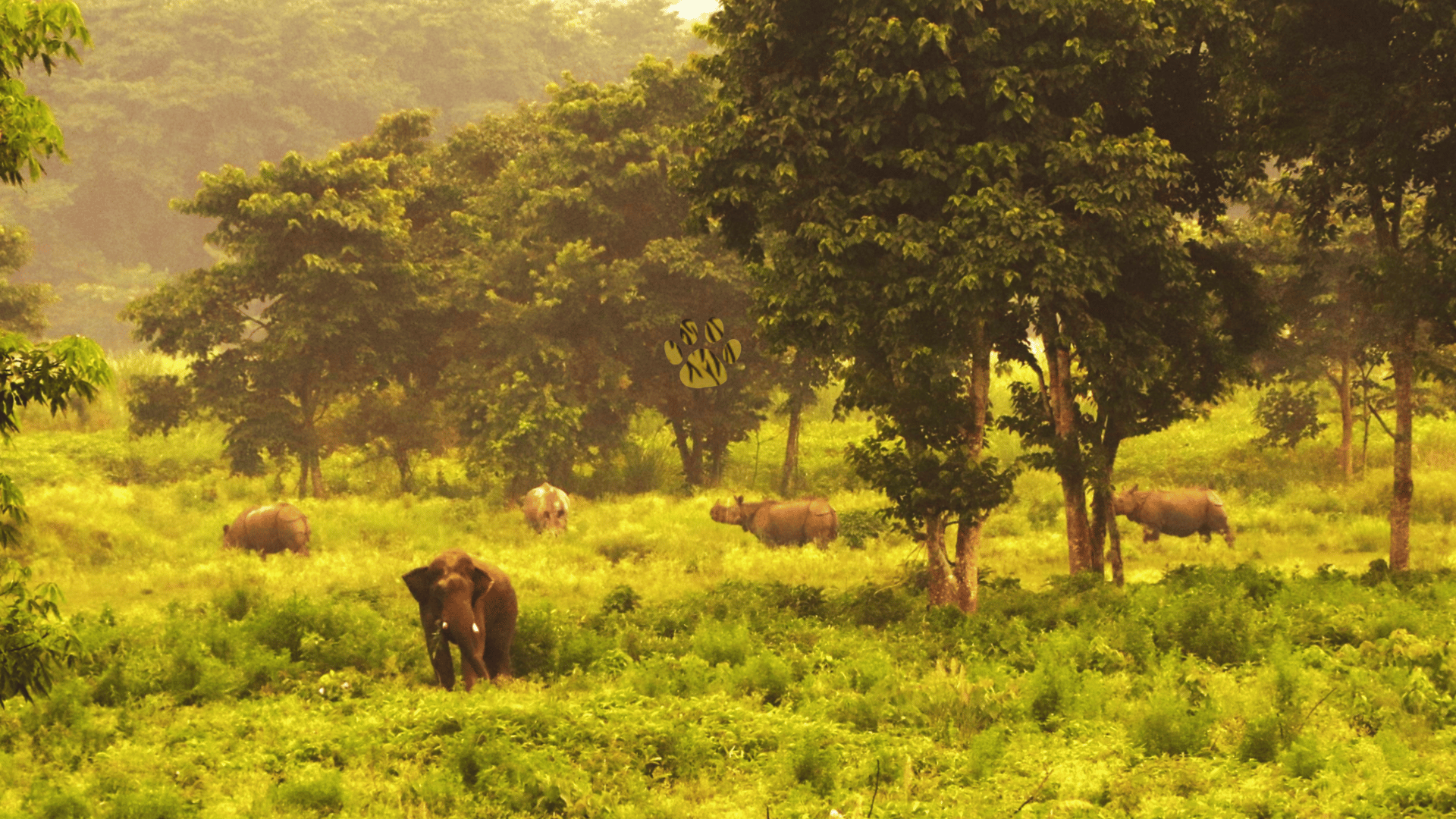 one of the best view of WIld Elephants and rhino in Chitwan National Park, this picture took from the overnight stay tower