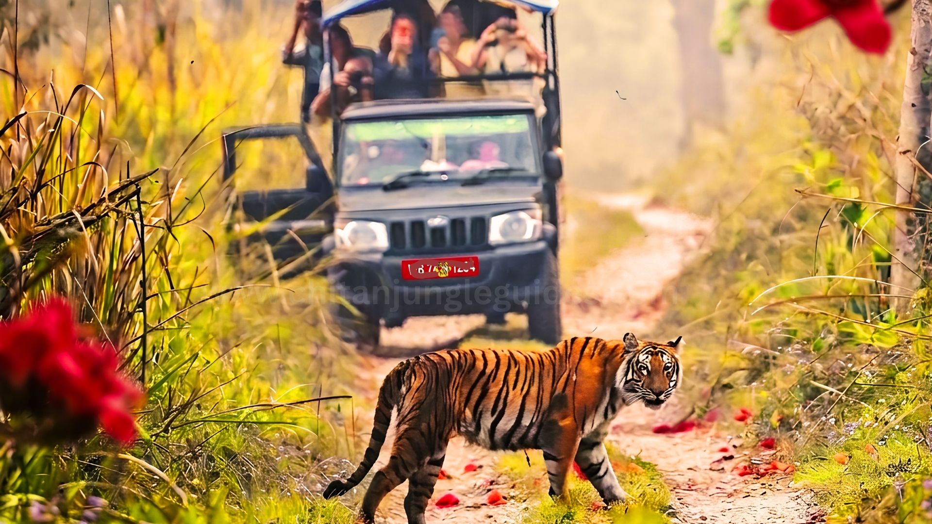 Spotted tiger on a safari