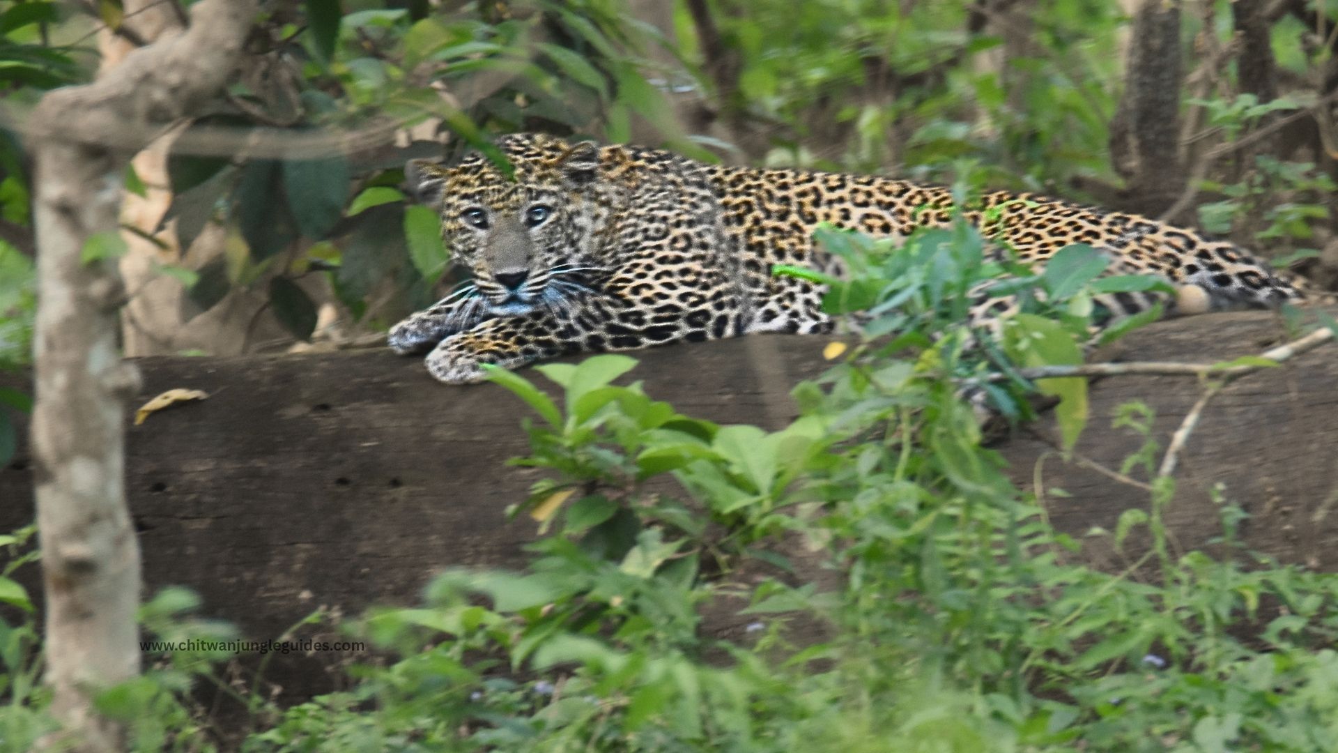 common leopard sighted on a Chitwan Jungle trek in Chitwan National Park