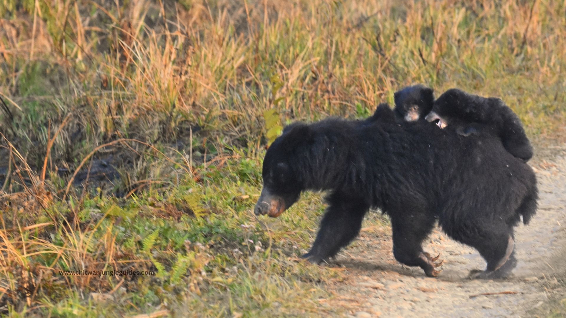 sloth bear seen carrying her baby during the chitwan jungle safari